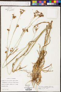 Rhynchospora recognita image