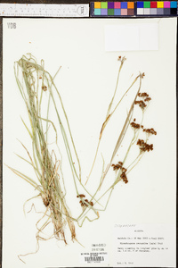 Rhynchospora recognita image