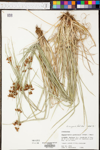 Rhynchospora recognita image