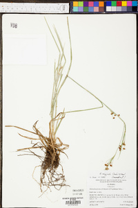 Rhynchospora recognita image