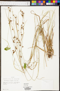 Rhynchospora recognita image