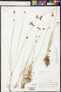 Rhynchospora recognita image