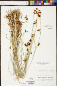 Rhynchospora recognita image