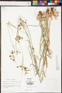 Rhynchospora recognita image