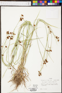 Rhynchospora recognita image