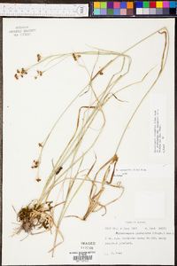 Rhynchospora recognita image