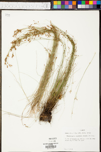 Rhynchospora rariflora image