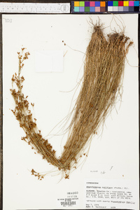 Rhynchospora rariflora image