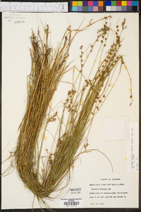 Scleria distans image