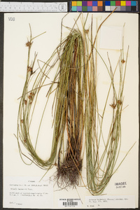 Scleria baldwinii image