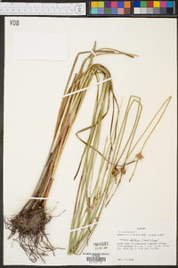 Scleria baldwinii image