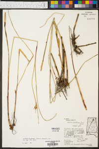 Scleria baldwinii image