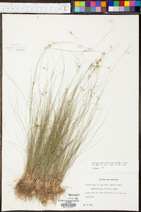 Rhynchospora rariflora image