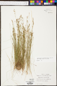 Rhynchospora rariflora image