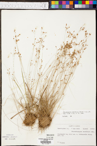 Rhynchospora rariflora image