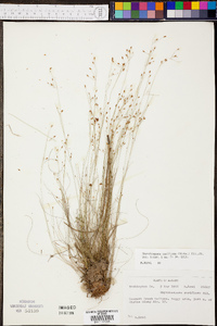 Rhynchospora rariflora image