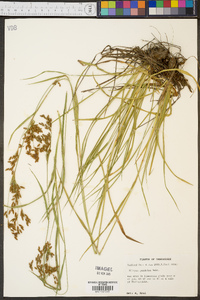 Scirpus pendulus image