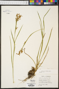 Scirpus pendulus image