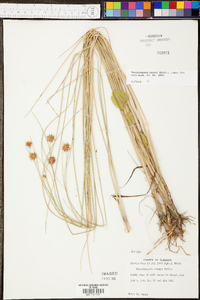 Rhynchospora tracyi image