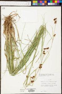 Rhynchospora recognita image