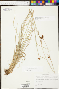 Rhynchospora recognita image