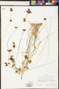 Rhynchospora recognita image