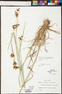 Rhynchospora recognita image