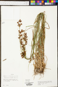 Rhynchospora recognita image