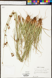 Rhynchospora recognita image