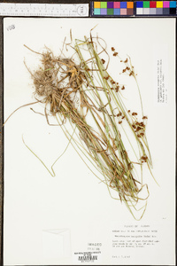 Rhynchospora recognita image