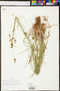 Rhynchospora recognita image