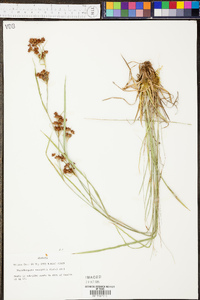 Rhynchospora recognita image