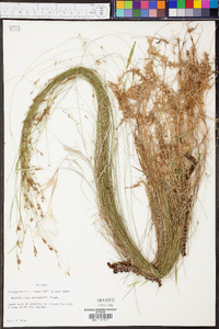 Rhynchospora stenophylla image