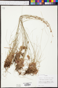 Rhynchospora stenophylla image