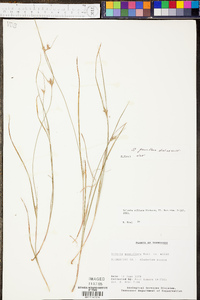 Scleria pauciflora image