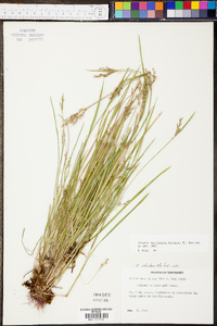 Scleria reticularis image