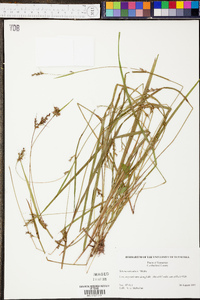 Scleria reticularis image