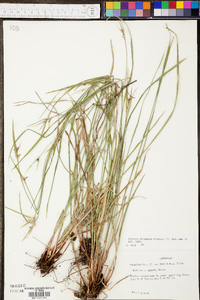 Scleria oligantha image