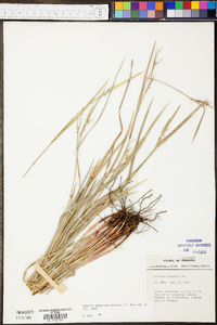 Scleria oligantha image