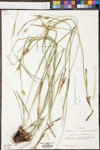 Scleria oligantha image