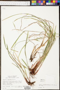 Scleria oligantha image