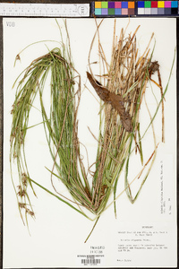 Scleria oligantha image