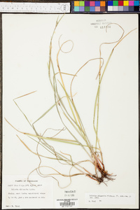 Scleria oligantha image