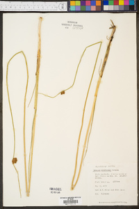 Schoenoplectus americanus image