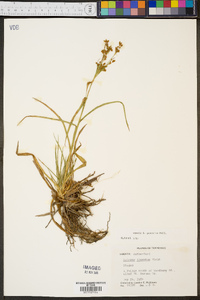 Scirpus pendulus image