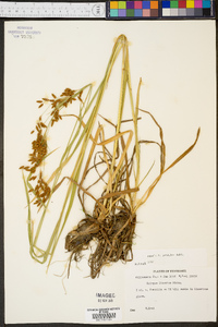 Scirpus pendulus image