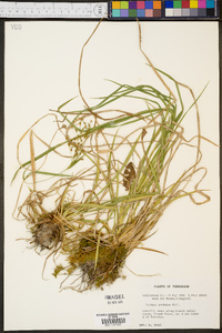 Scirpus pendulus image