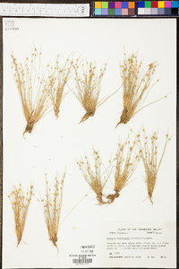 Isolepis carinata image