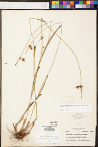 Scleria triglomerata image