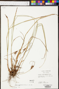 Scleria triglomerata image